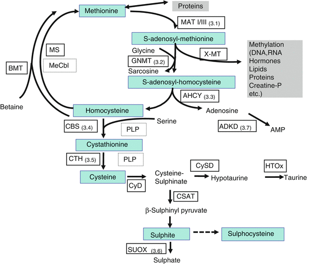 Sulphur Amino Acids Springerlink