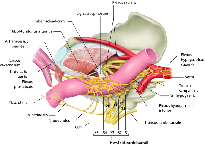 Muskeln penis hat ein Category:Uncircumcised human