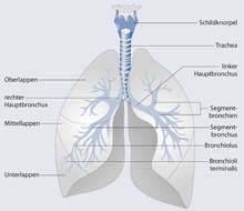 Auf Atemwege und Lunge (Respirationstrakt) wirkende Stoffe | SpringerLink