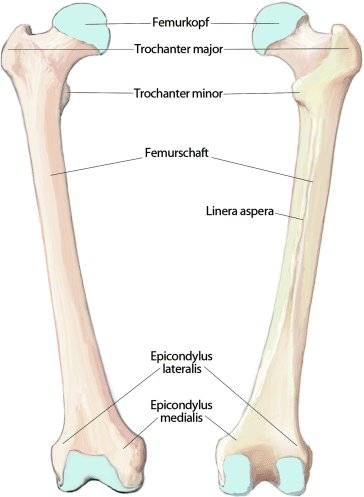 Anatomie Und Gelenkwinkel Des Knochens | SpringerLink