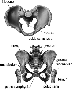 Injuries of the Pelvis and the Lower Extremities | SpringerLink