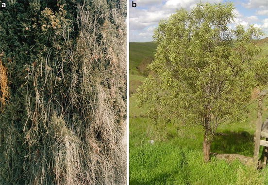 Australian Native Plants Monotoca Elliptica Broom Heath