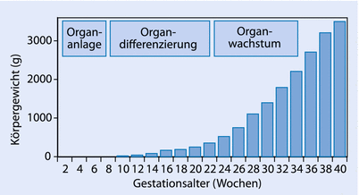 Wachstum Und Entwicklung In Der Pranatal Und Neugeborenenperiode Springerlink