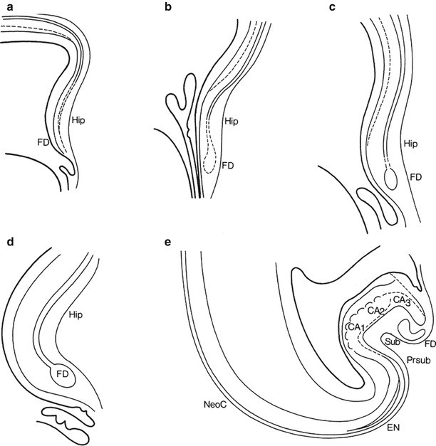 Development And Developmental Disorders Of The Cerebral Cortex Springerlink Development And Developmental Disorders Of The Cerebral Cortex Springerlink