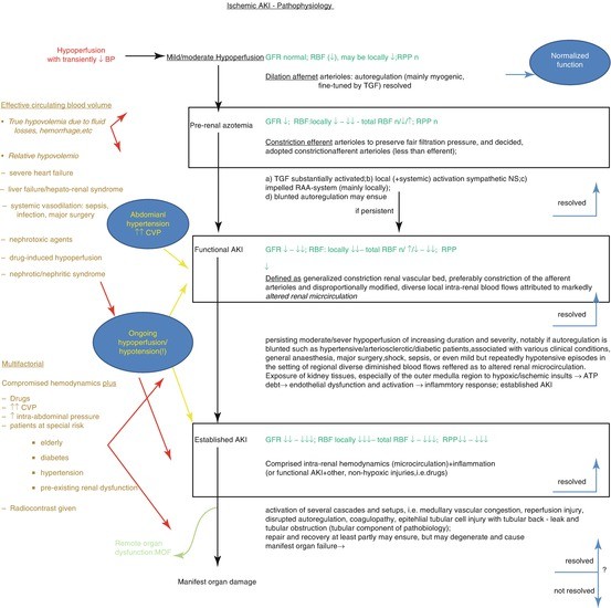 Acute Kidney Injury SpringerLink