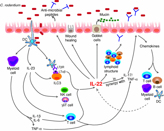 Role of IL-22 in Microbial Host Defense | SpringerLink