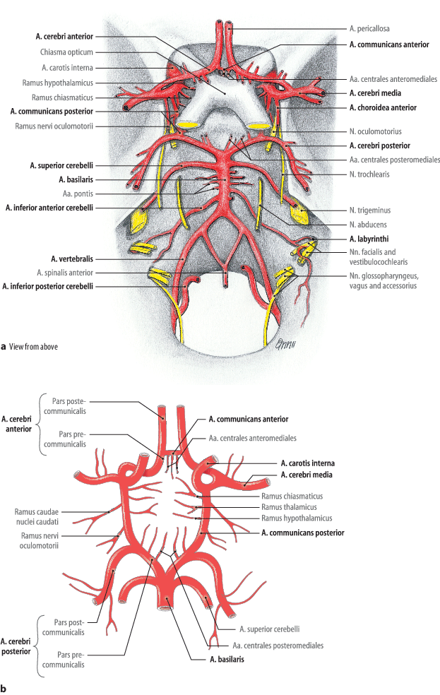 carotis arteria hypertonia)