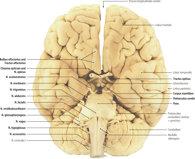 The Brain Springerlink