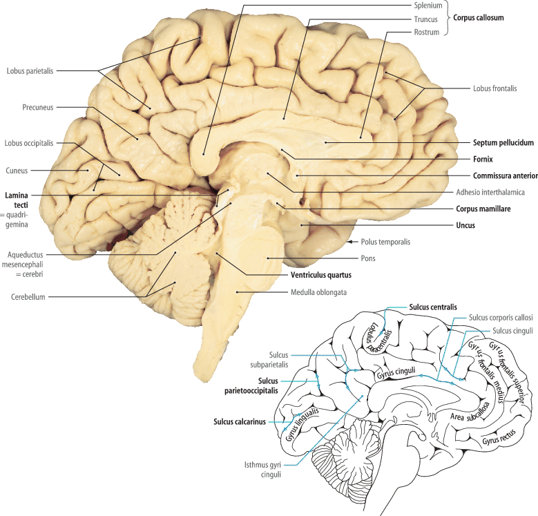 The Brain Springerlink