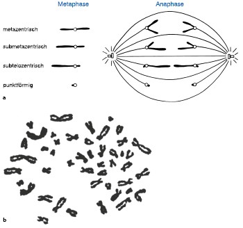 Eukaryotische Chromosomen | SpringerLink