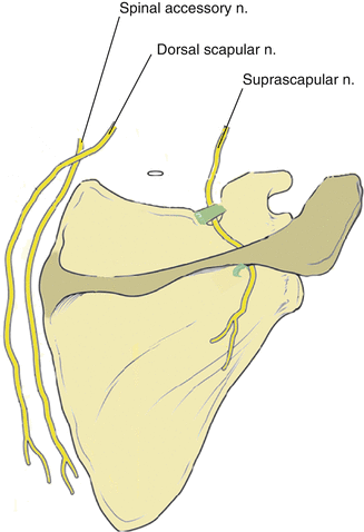 Scapulothoracic and Subscapular Bursae | SpringerLink