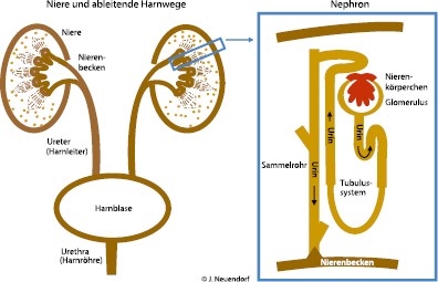 Anatomie Der Niere Und Der Ableitenden Harnwege Springerlink