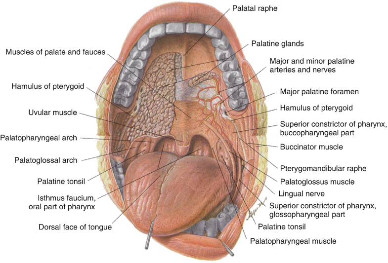 Basics Of Phoniatrics Springerlink