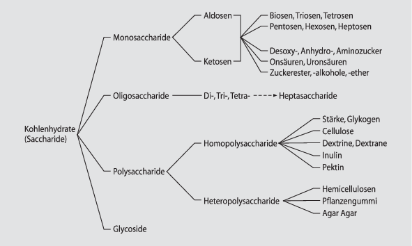 Kohlenhydrate Springerlink