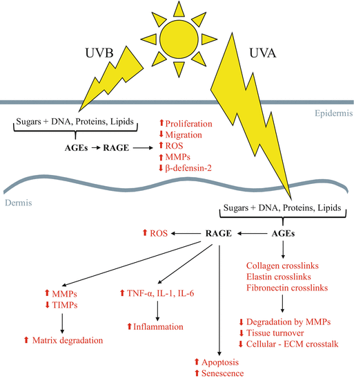 Advanced Glycation End Products (AGEs): Emerging Mediators of Skin 
