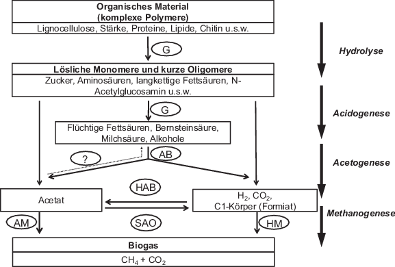 Biogaserzeugung Und Nutzung Springerlink
