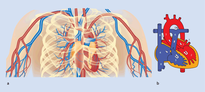Das Gesunde Herz Springerlink
