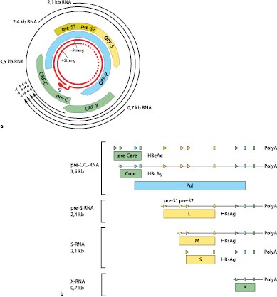 Virushepatitis Springerlink