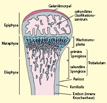 Orthopadische Und Unfallchirurgie Handchirurgie Springerlink