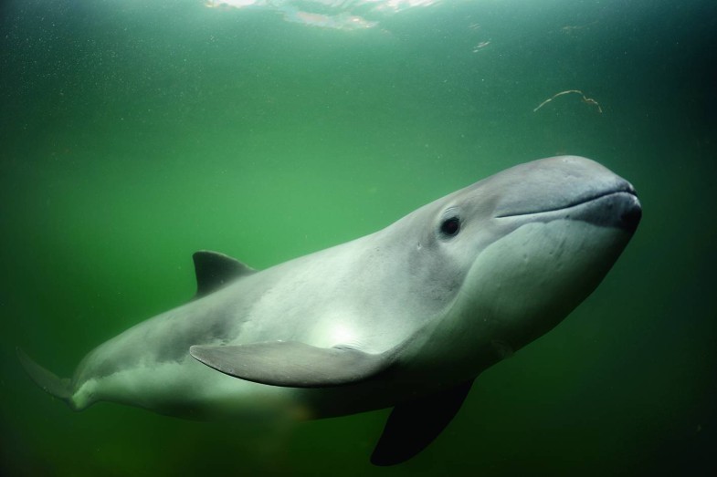 Schweinswale in der Ostsee – Forschung für den Artenschutz | SpringerLink