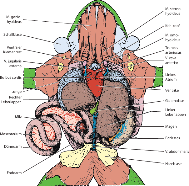 Anatomie und Physiologie | SpringerLink