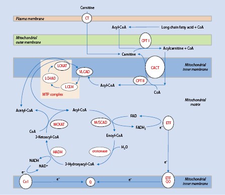 Disorders Of Mitochondrial Fatty Acid Oxidation Amp Riboflavin Metabolism Springerlink