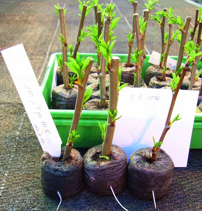 Biotechnologie schnellwachsender Baumarten | SpringerLink