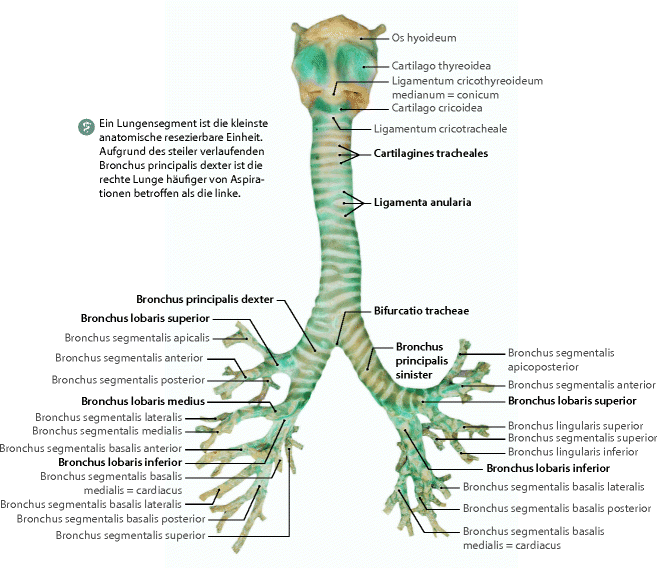 Grundlagen Der Pneumologie Springerlink