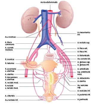 turnen die weibliche anatomie stellt