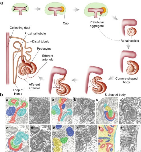 Structural Development of the Kidney | SpringerLink