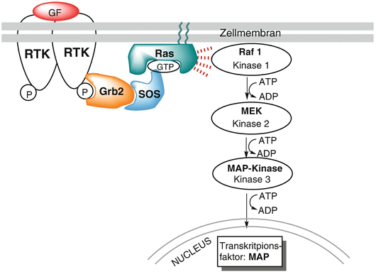 Synthese von Lipopeptiden und Proteinkonjugaten zur Funktion des  N-Ras-Proteins | SpringerLink