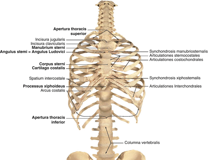 Surgical Anatomy of the Chest Wall | SpringerLink