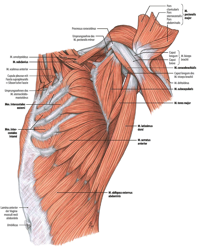 Surgical Anatomy of the Chest Wall | SpringerLink