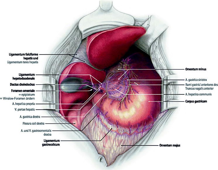 Grundlagen Der Anatomie Und Physiologie Von Magen Und Kardia - 