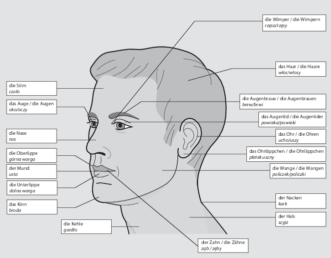Der Menschliche Körper Anatomia Człowieka Springerlink