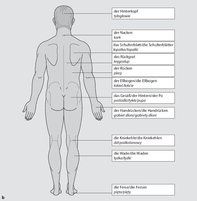 Der Menschliche Körper Anatomia Człowieka Springerlink