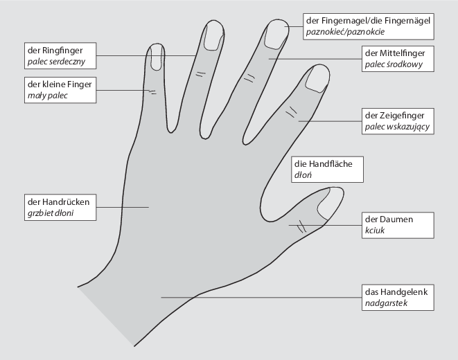 Der Menschliche Körper Anatomia Człowieka Springerlink