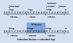 Embryologie Und Fruhschwangerschaft Springerlink