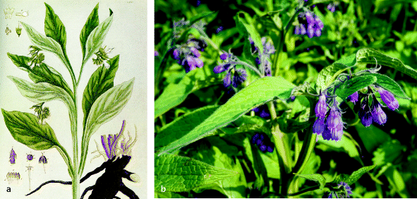 Heilpflanzen Fur Gelenke Knochen Und Schmerzen Springerlink