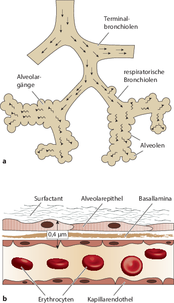 Atmung Und Physiologie Der Atemgase Springerlink