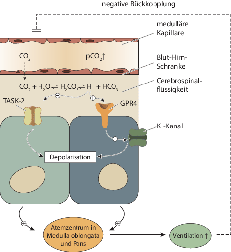 Atmung Und Physiologie Der Atemgase Springerlink