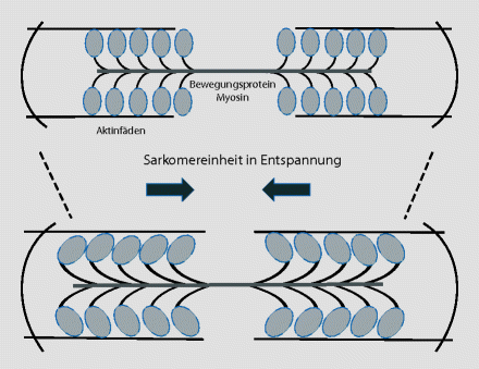 Grundlagen Der Entspannung Springerlink