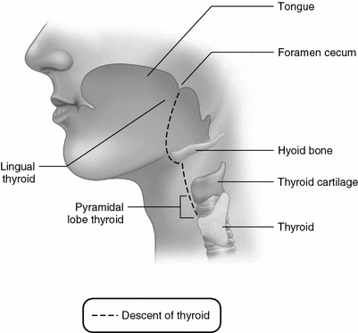 thyroid gland embryology anatomy and physiology springerlink