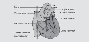 Auf Herz und Gefäßsystem wirkende Stoffe | SpringerLink