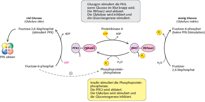 Glykolyse