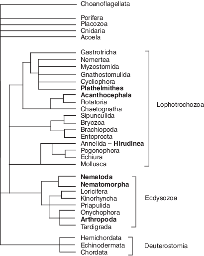 plathelminthen und nematoden dawa ya virusi vya ukimwi