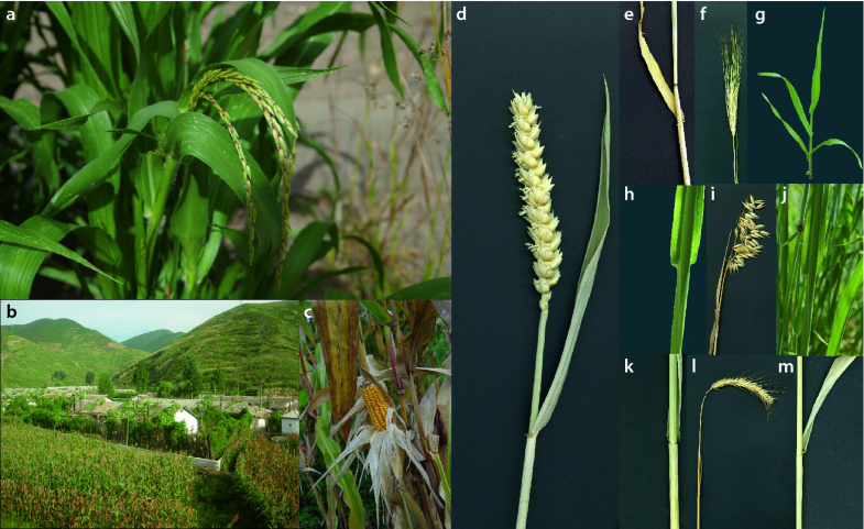 Bedecktsamer oder Blütenpflanzen (Angiospermae, Angiospermen) | SpringerLink