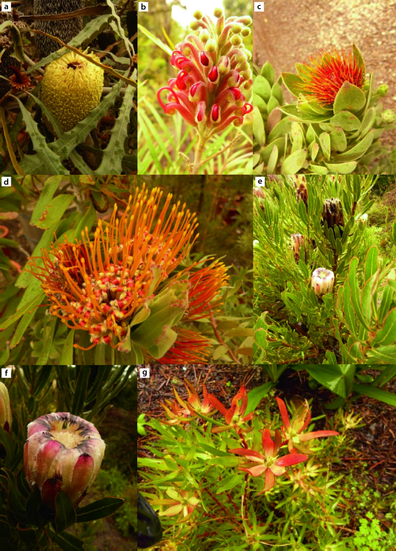 Bedecktsamer oder Blütenpflanzen (Angiospermae, Angiospermen) | SpringerLink