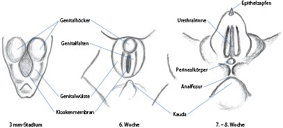 Embryogenese Und Anatomie Des Penis Springerlink