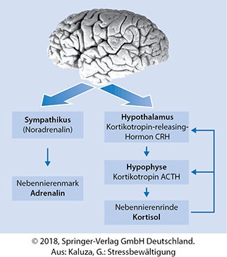 Der Zusammenhang Zwischen Chronischem Tinnitus Und Stress Bzw Stressverhalten
